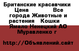 Британские красавчики › Цена ­ 35 000 - Все города Животные и растения » Кошки   . Ямало-Ненецкий АО,Муравленко г.